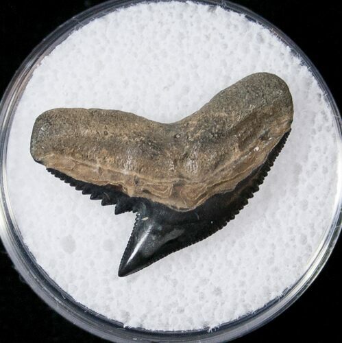 Fossil Tiger Shark Tooth - South Carolina #17318